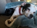 puppy_nap
