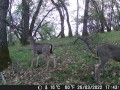 deer3