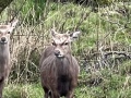 angry_deer