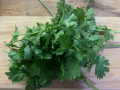 cilantro