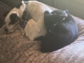 bestest_buds