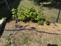 raspberry_plants