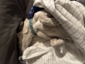 quinn_in_bed