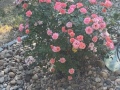 rose_bush