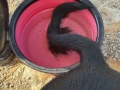 nacho_tail
