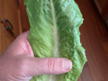 romaine