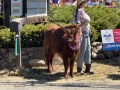 parade_4