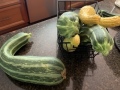 summer_squash