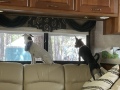 chipmunk_patrol