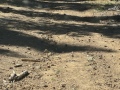 jeep_trail