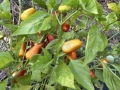 fresno_peppers