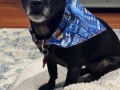 new_bandana