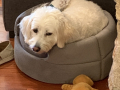 big-dog-in-a-little-bed