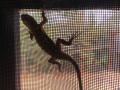 guest-lizard