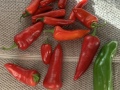 fall_chilis