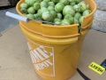 last_tomatillos