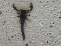 critter