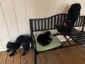 porch_kitty