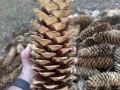pine_cones