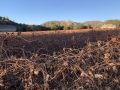 hart_vineyard