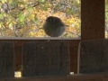 dumb_bird