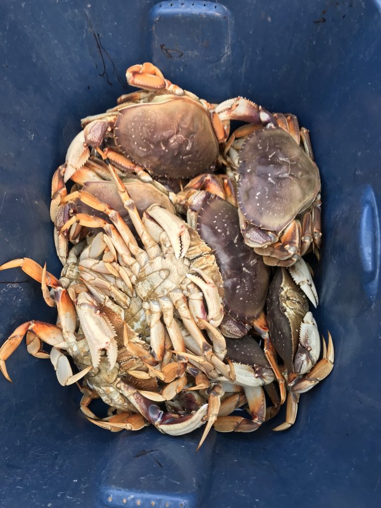 bucket of crabs Phil & Doni's Current Events