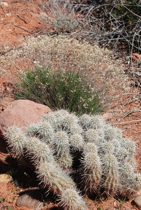 sedona 021
