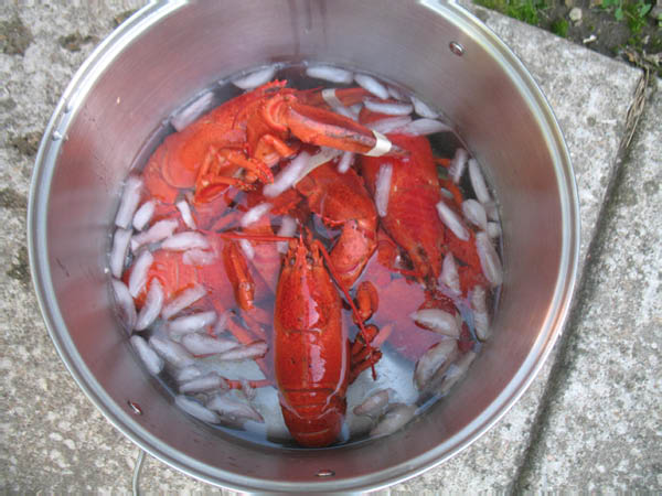 seafood boil 010